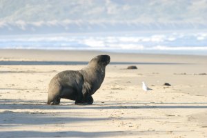 Seal on the beach near Lansdowne Farm